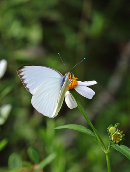 Great Southern White male